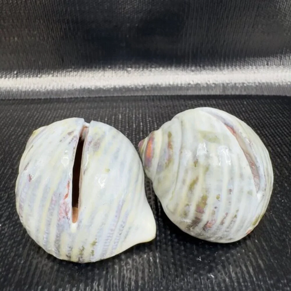 Hand Made Card Holder Stoneware Shell Conch Set 2 Decorative Hand Crafted Figure
